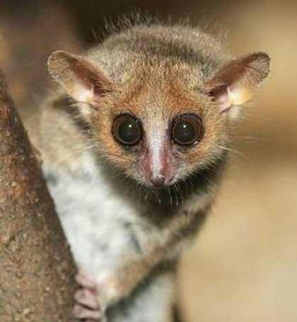 gray-grey-mouse-lemur-big-eyes.jpg