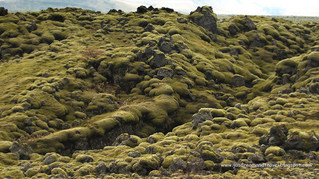 iceland_moss.jpg