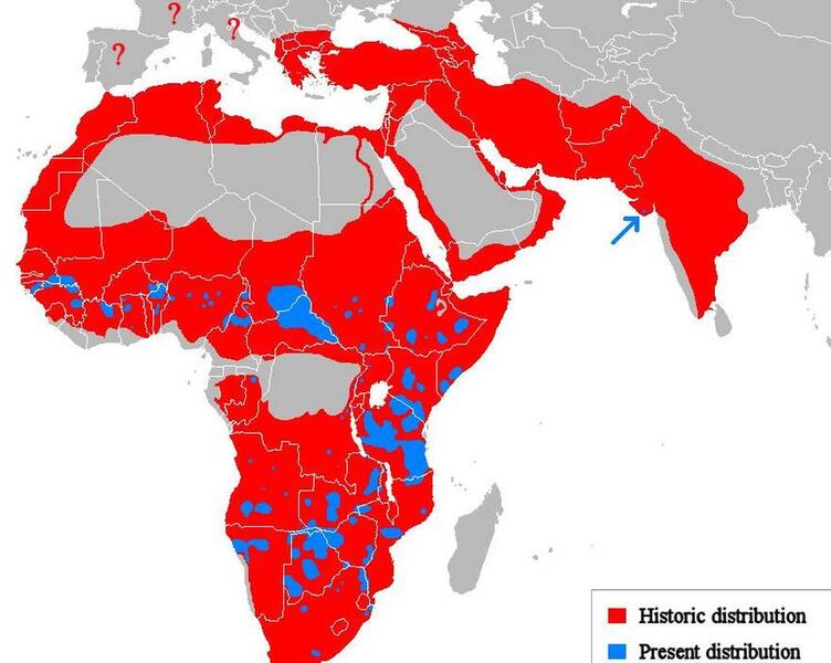 lion-africa-map-historic-distribution.jp