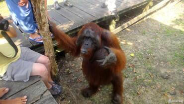 orangutan-v-dzhungata-na-Borneo-370x209.