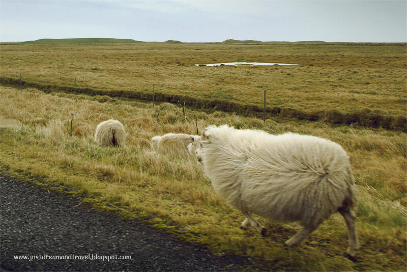 ovca.jpg