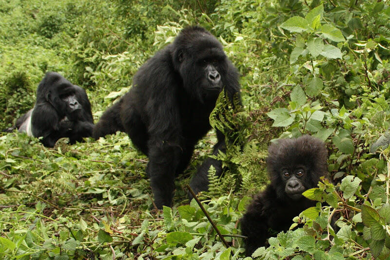 rwanda20110052.JPG