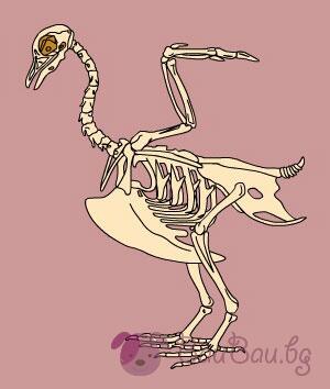 skelet-na-ptica.jpg