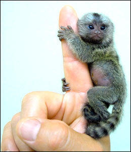 smallest-monkey.jpg