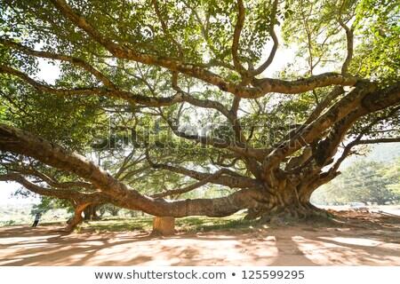 stock-photo-giant-banyan-tree-in-pindaya