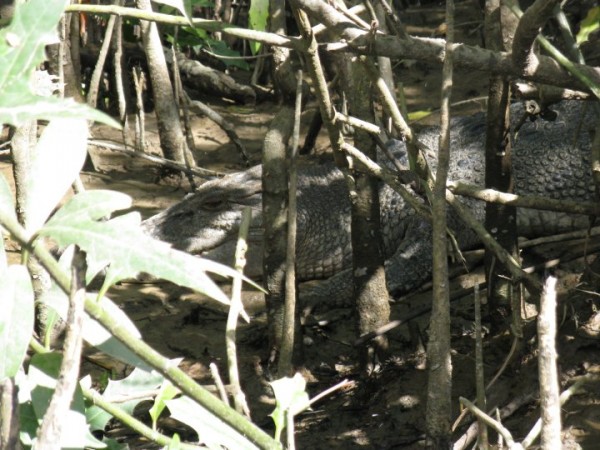 cairns_crocodile1.jpg