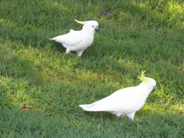 sydney_kakadu.jpg