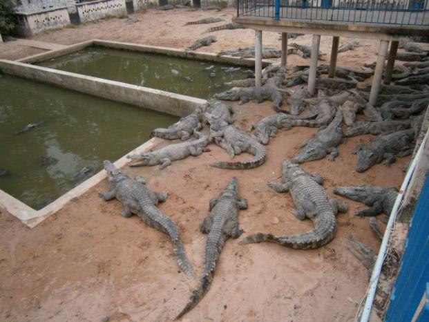 386_cambodia_crocodile farm.jpg