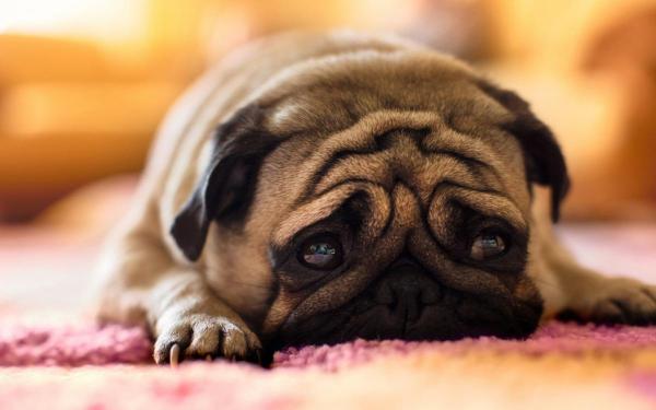 the-pug-rests-dog-515-1280x800.jpg