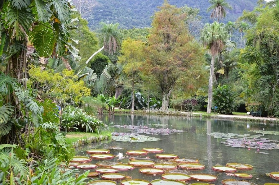 Rio botanical garden_6.jpg