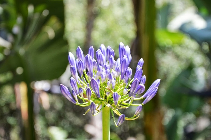 Madeira botanical garden_7.jpg