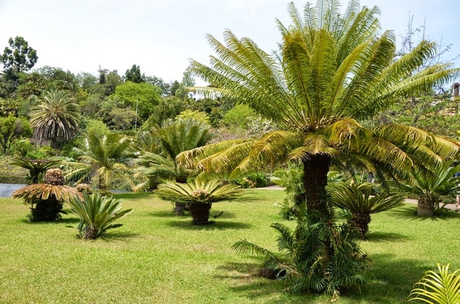 Madeira botanical garden_8.jpg