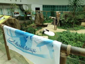KL zoo panda
