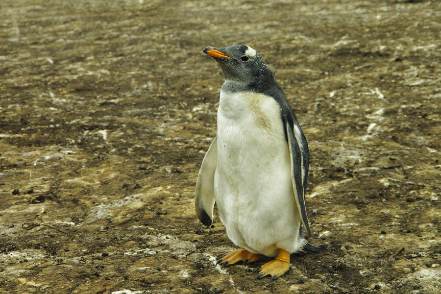 59dd22c743e83_IMGP8438_FalklandIslands_penguins.jpg.044ad107ea38753b60b49b9c7908e751.jpg