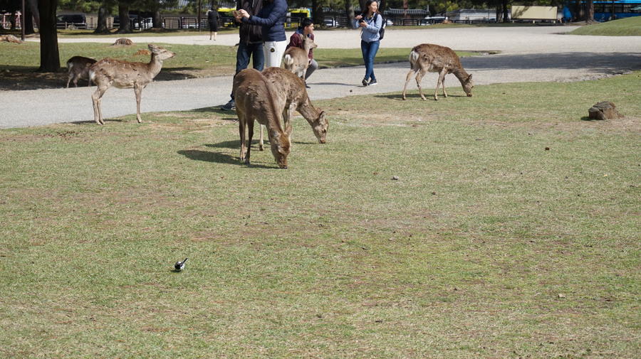 DSC04257.JPG.63f2fe692244fe1d3dde36c14acab6d8.JPG