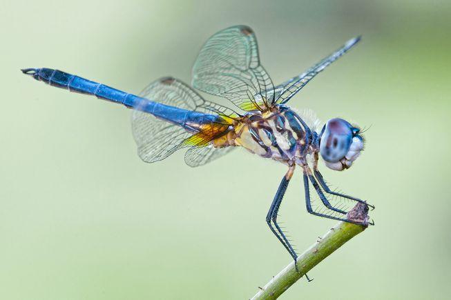 dragonfly.jpg.5d4f88f021cc95f6c759f51c21d8f587.jpg