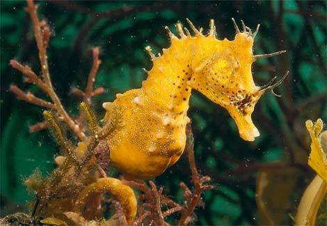 seahorse1.jpg.dbd53ff1d6fc207789dca8d99188c59f.jpg