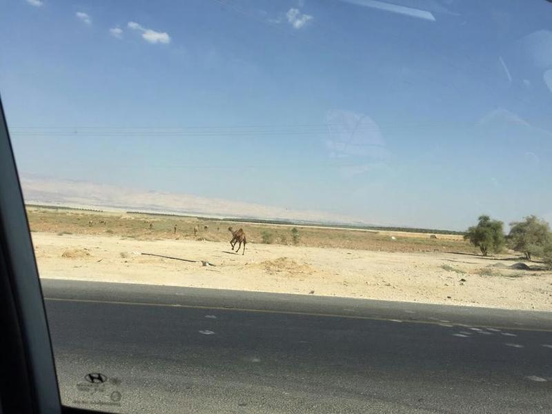 Западния бряг на река Йордан- преминаващо стадо камили