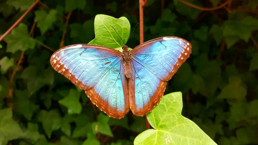 Коста Рика - красиви пеперуди