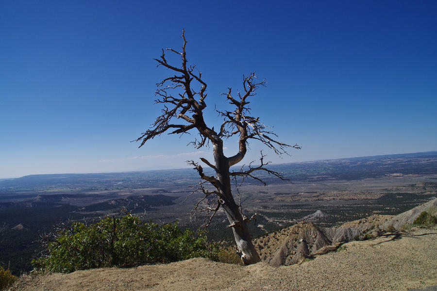 57946612_IMGP4462_MesaVerde.jpg.c0704b31dbf254bdc0591b4bd55d9c83.jpg