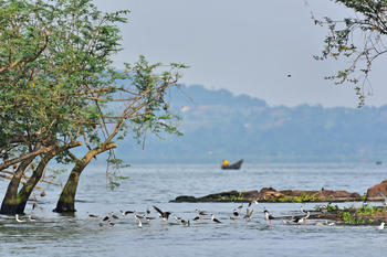 Black-winged stilts. Езерото Виктория, Уганда.