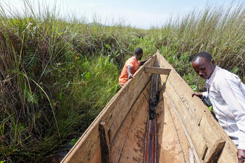 Бутане на лодката за да се приближим до китоглавата чапла. Блатата Мабамба, Уганда.