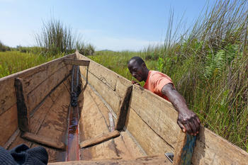 Бутане на лодката за да се приближим до китоглавата чапла. Блатата Мабамба, Уганда.