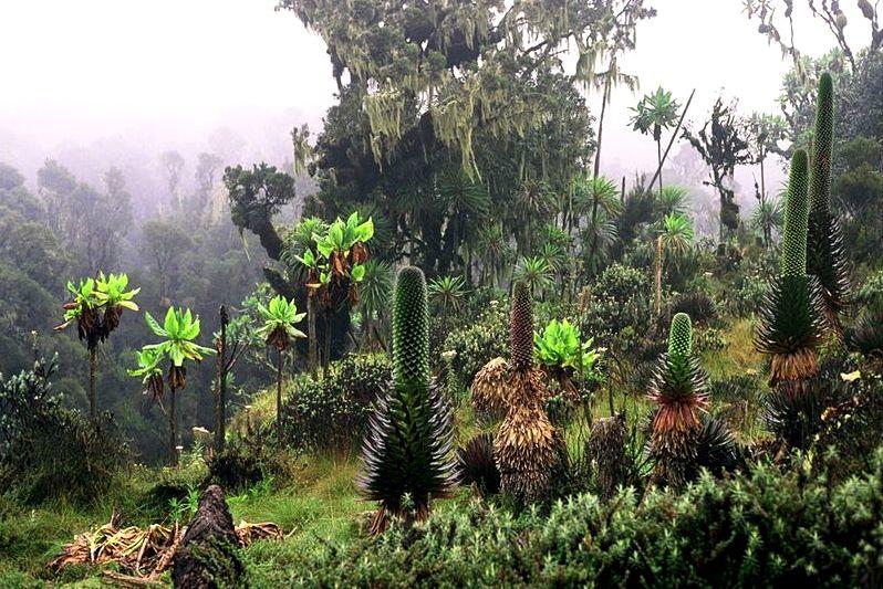 Uganda_Ruwenzori_rainforest.jpg.8e7853fd0dcdaee0e372c67cdab9b9d6.jpg