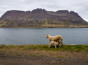 Западни Фиорди, Исландия