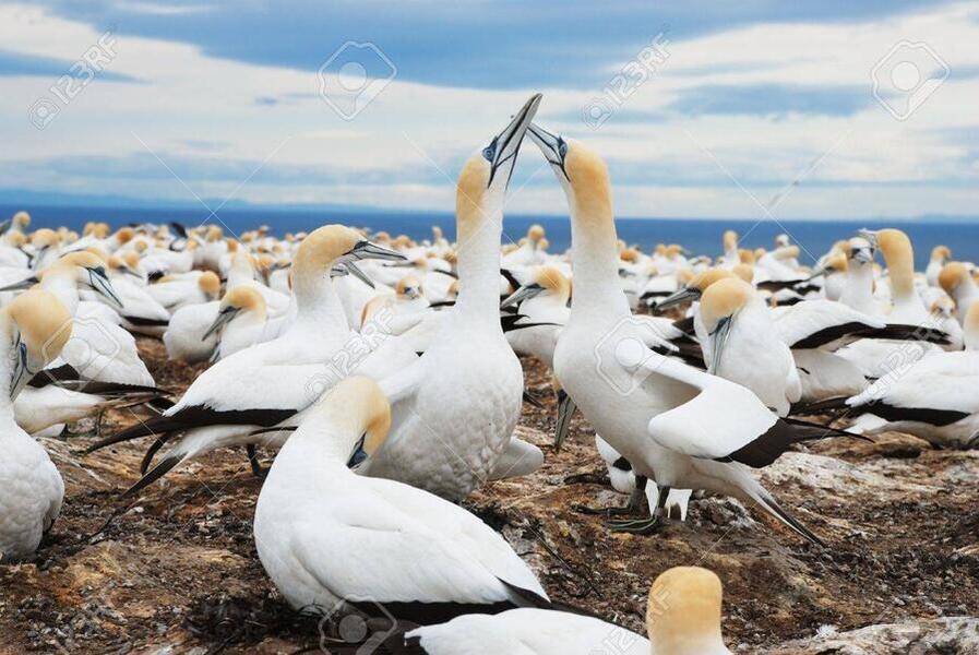 475984668_01217310781-gannets-at-cape-kidnappers-gannet-colony-hawkes-bay-new-zealand.thumb.jpg.59863df33910ce214e903fa3420e0d68.jpg