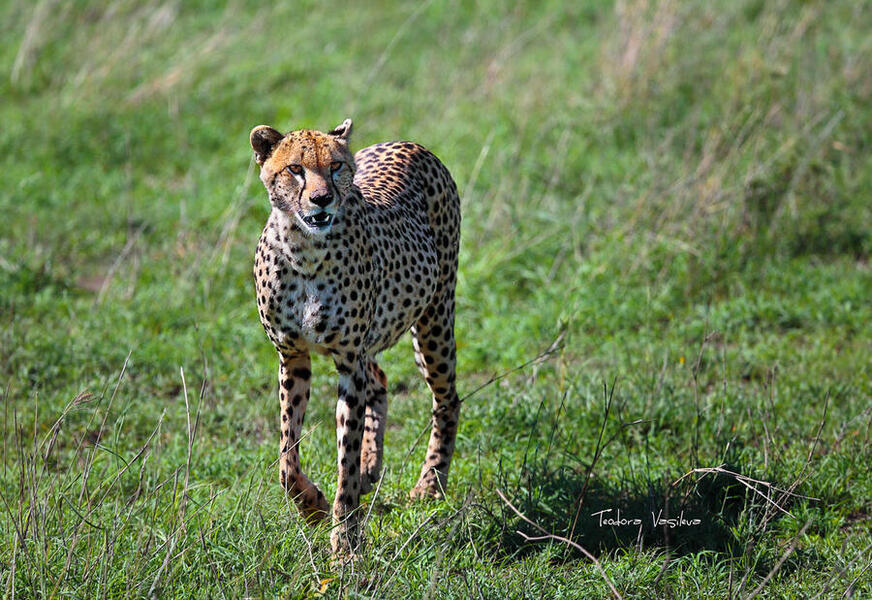 Serengeti037a.thumb.jpg.55572c1e3609dc2e9dd8ca7e87e9083a.jpg