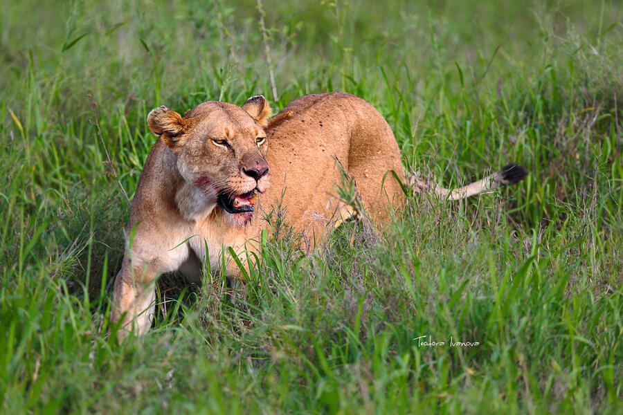 Serengeti040a.jpg.62d0b2607b0c4be3efc4703eae3b1b89.jpg