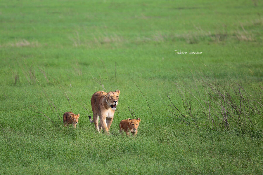 Serengeti043a.jpg.22a4d66d858980a1ecc5bf095fdf34a9.jpg