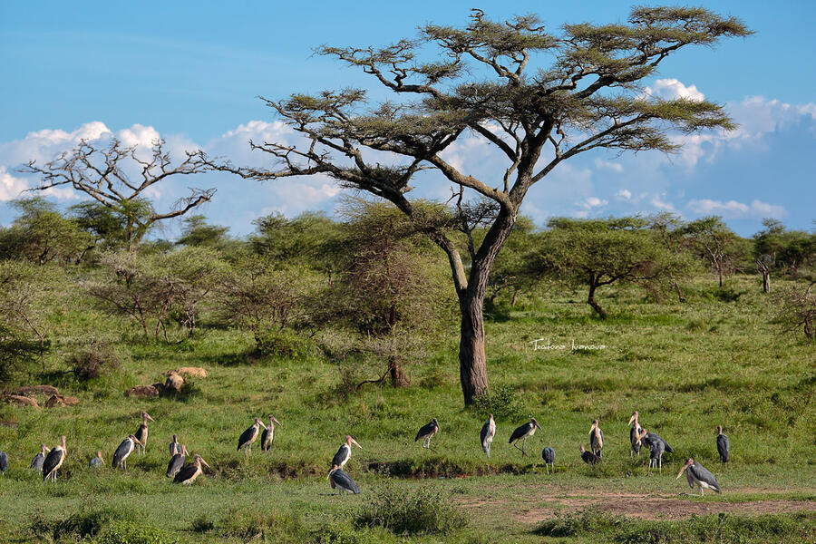 Serengeti050a.jpg.f30983a9234f1c566efaf66f4540ed3d.jpg