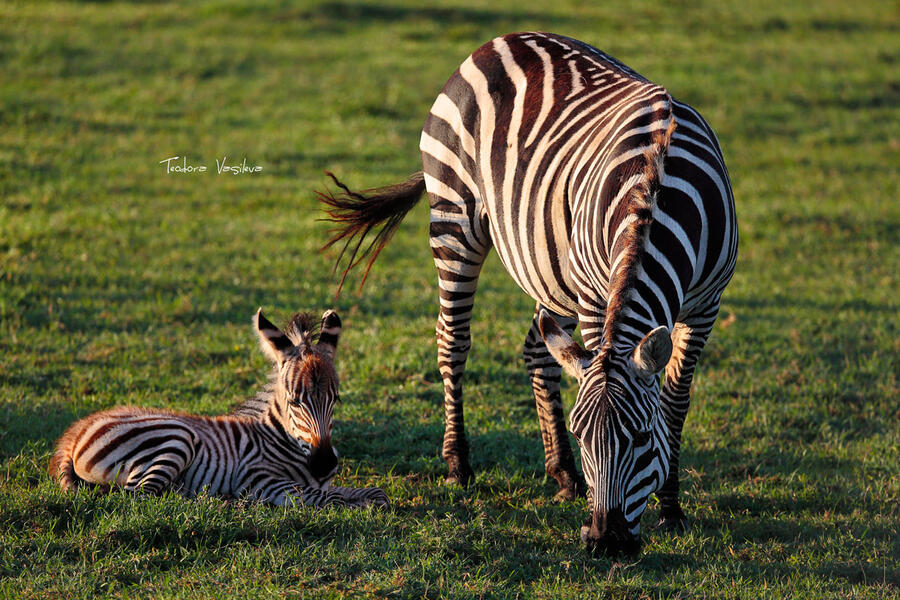 Serengeti052a.jpg.3511b315b0863600075173e52697055f.jpg