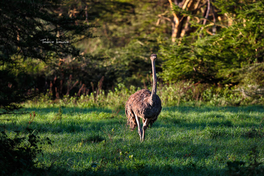 Serengeti053c.jpg.8b3d06ca5dc0062b0605091cf36e700d.jpg