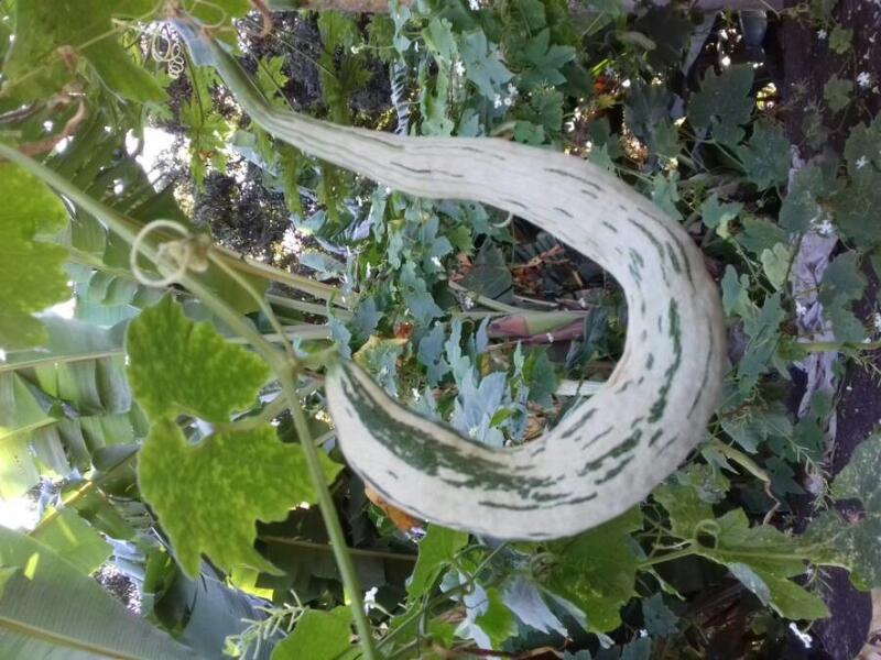 Snake_gourd.jpg.f0fcfd96c5d5b89f7aad28424634037d.jpg