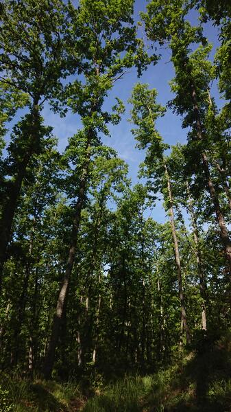 DSC_8764.JPG.03796dd997fd5a4d2817e61fba9224e8.JPG