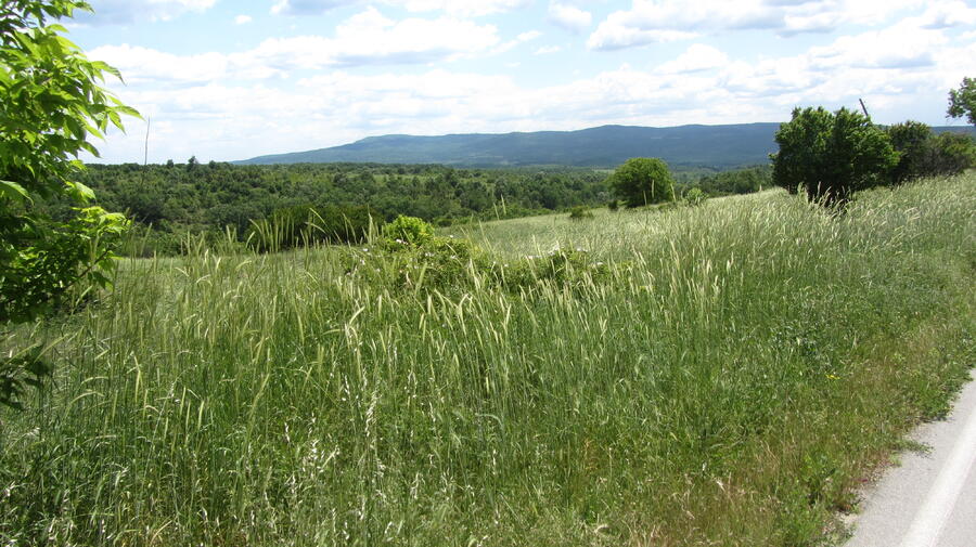 IMG_7941.JPG.7bfc297ac7a83232ec66aaff5018be40.JPG