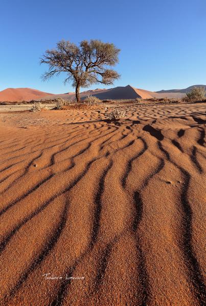 Sossusvlei011a.jpg.f638571e80844fd0883ca4d396d6d0d0.jpg