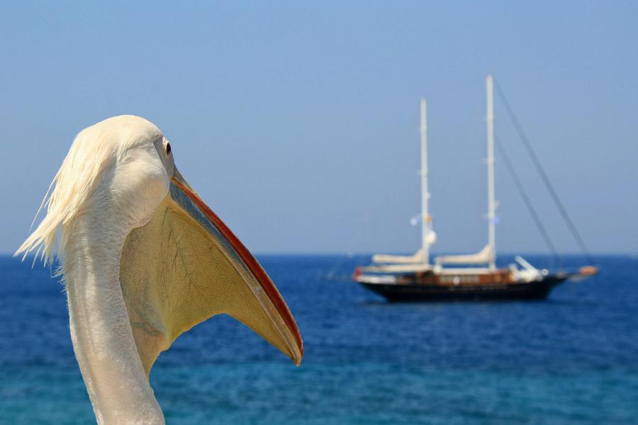 pelican-4260045.jpg.e3c0015423b09eef01dcb22e41264f37.jpg