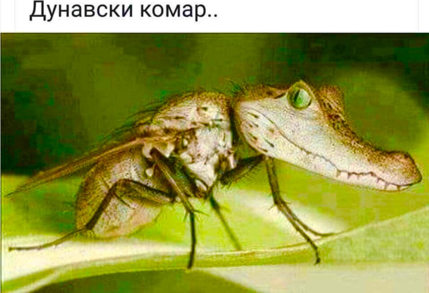 267CB188-F110-427A-B662-64DC243650C9.jpeg.629cde23ea5d26e5dea5f93a0f99b967.jpeg
