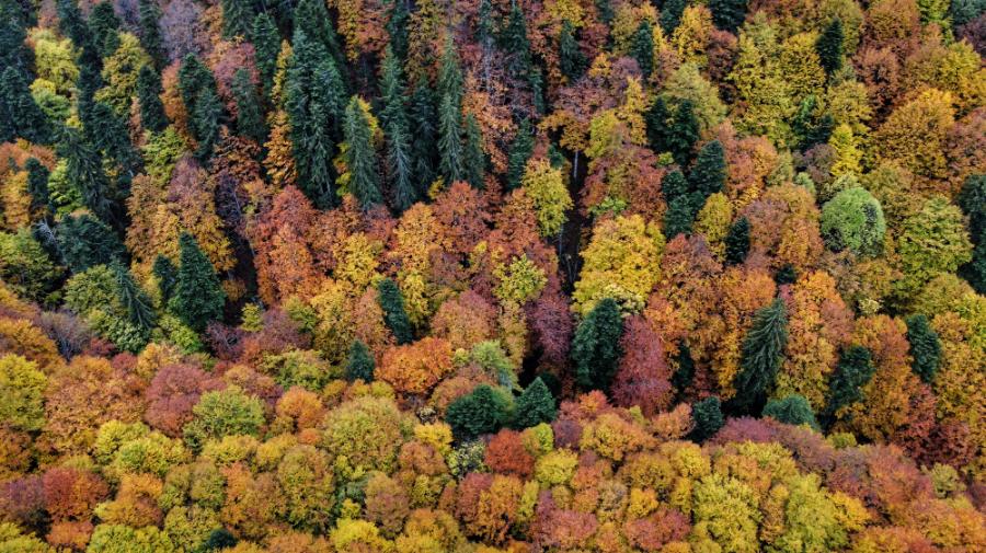 Photo_6553615_DJI_15_jpg_4263063_0_20211017121128_photo_original-01.jpeg