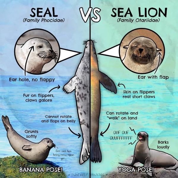 seal-vs-sea-lion.jpg.f7d4bbf73cce18d63e37af93bd70ecd4.jpg