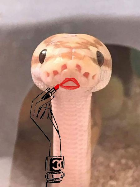 snake1.jpg.2935cc1ff92ba70972feec108b5babf1.jpg