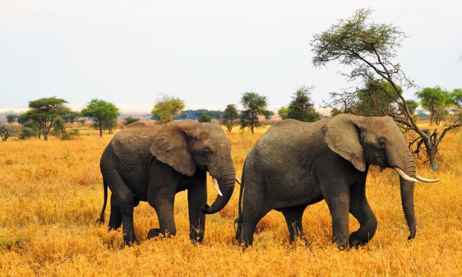 Elephants - Serengeti.jpg