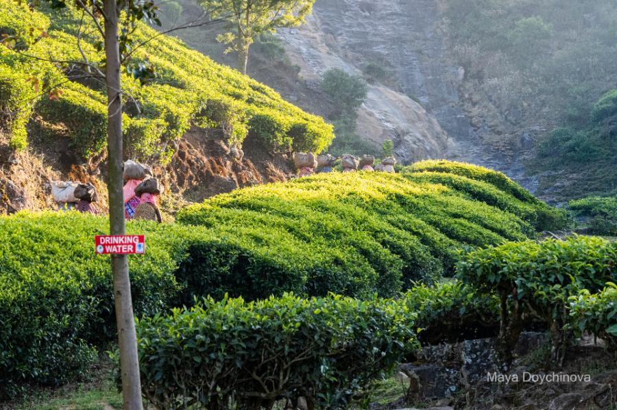 Munnar.JPG.012f488735935559b02c8a83d9475532.JPG