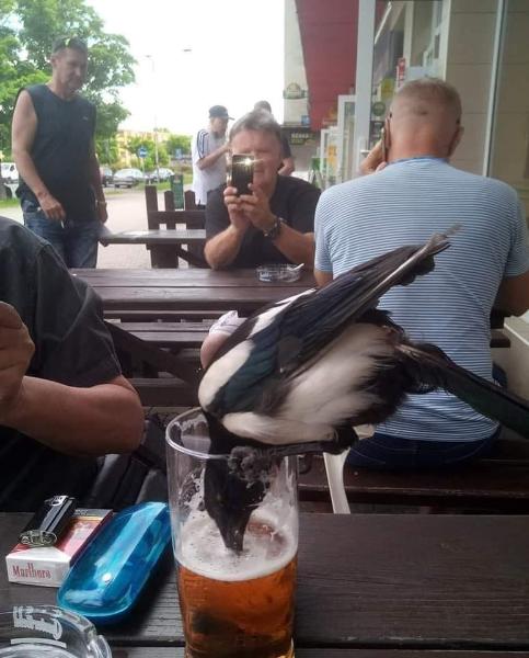 1815537670_drinkingbird.jpg.531fd2e563f649dd0a3f7d017a5a2f87.jpg