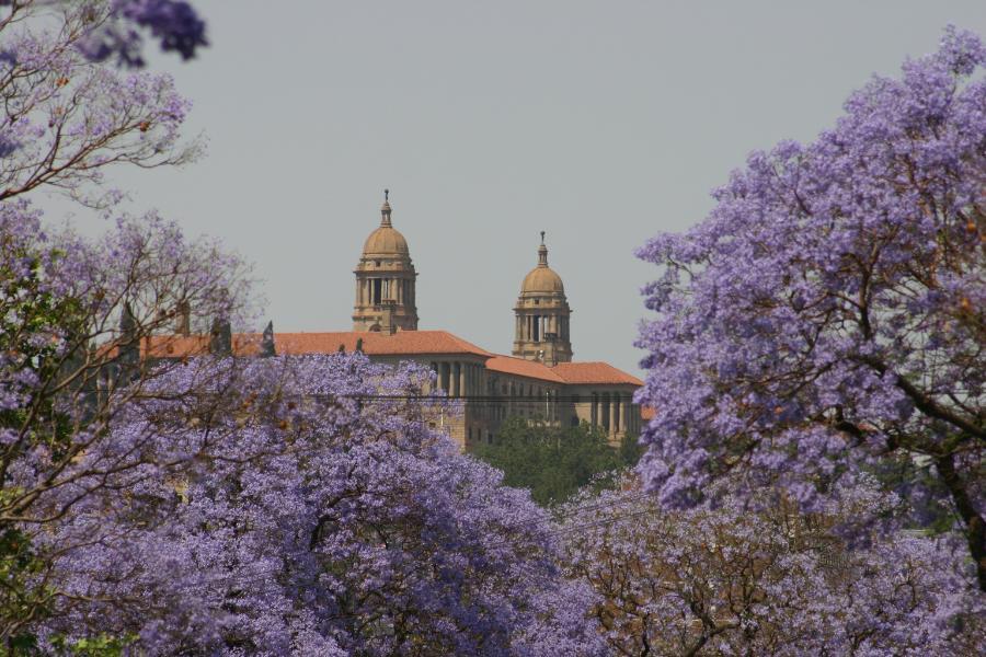 jacaranda200501.JPG.4c3dc827ca69e4007c424387649f965e.JPG