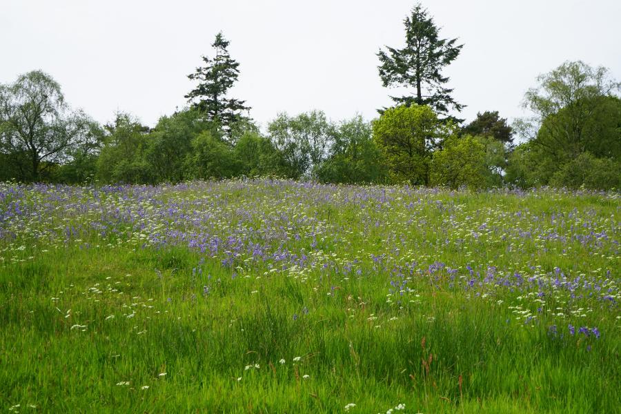 Bluebells.JPG.b2ed9afdaa24ea2f285b614b9be6b148.JPG